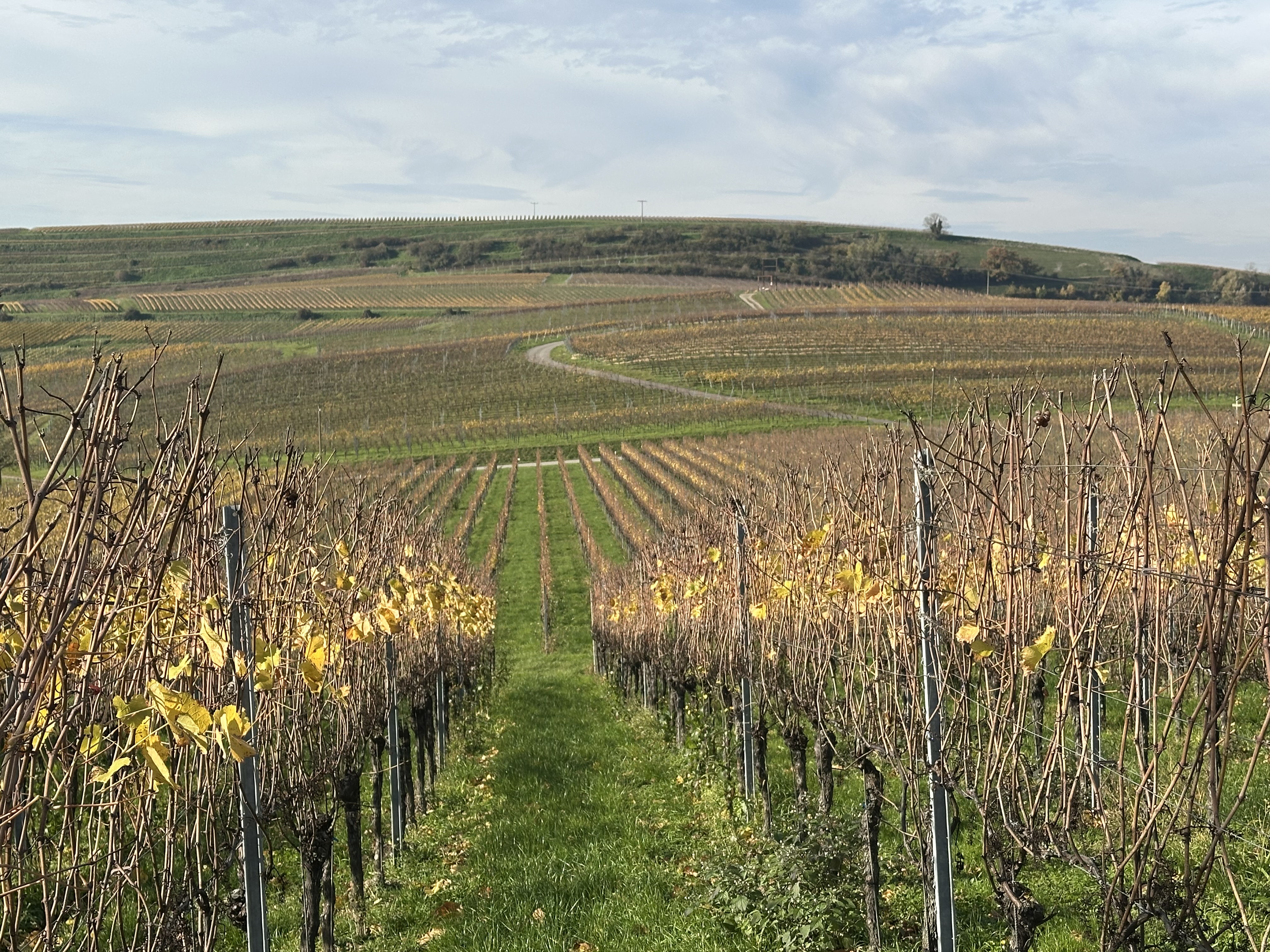 Camping im Weinberg auf dem Winzerhof