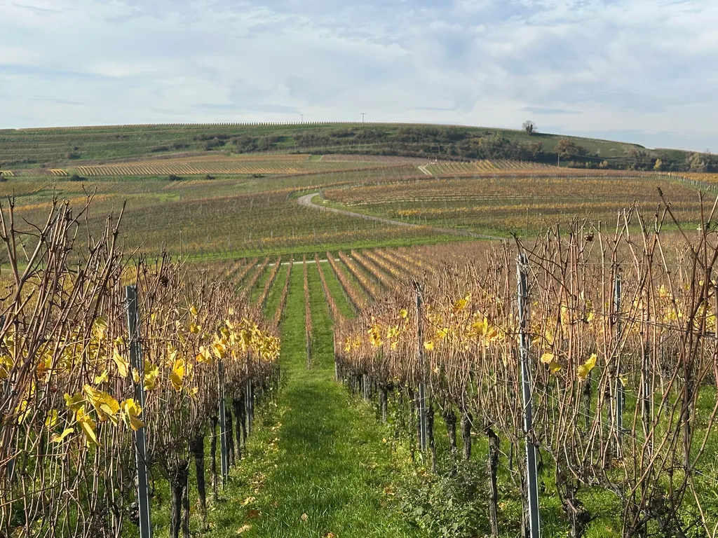 Camping im Weinberg auf dem Winzerhof