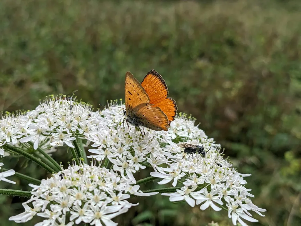Stellplatz mit grandioser Aussicht