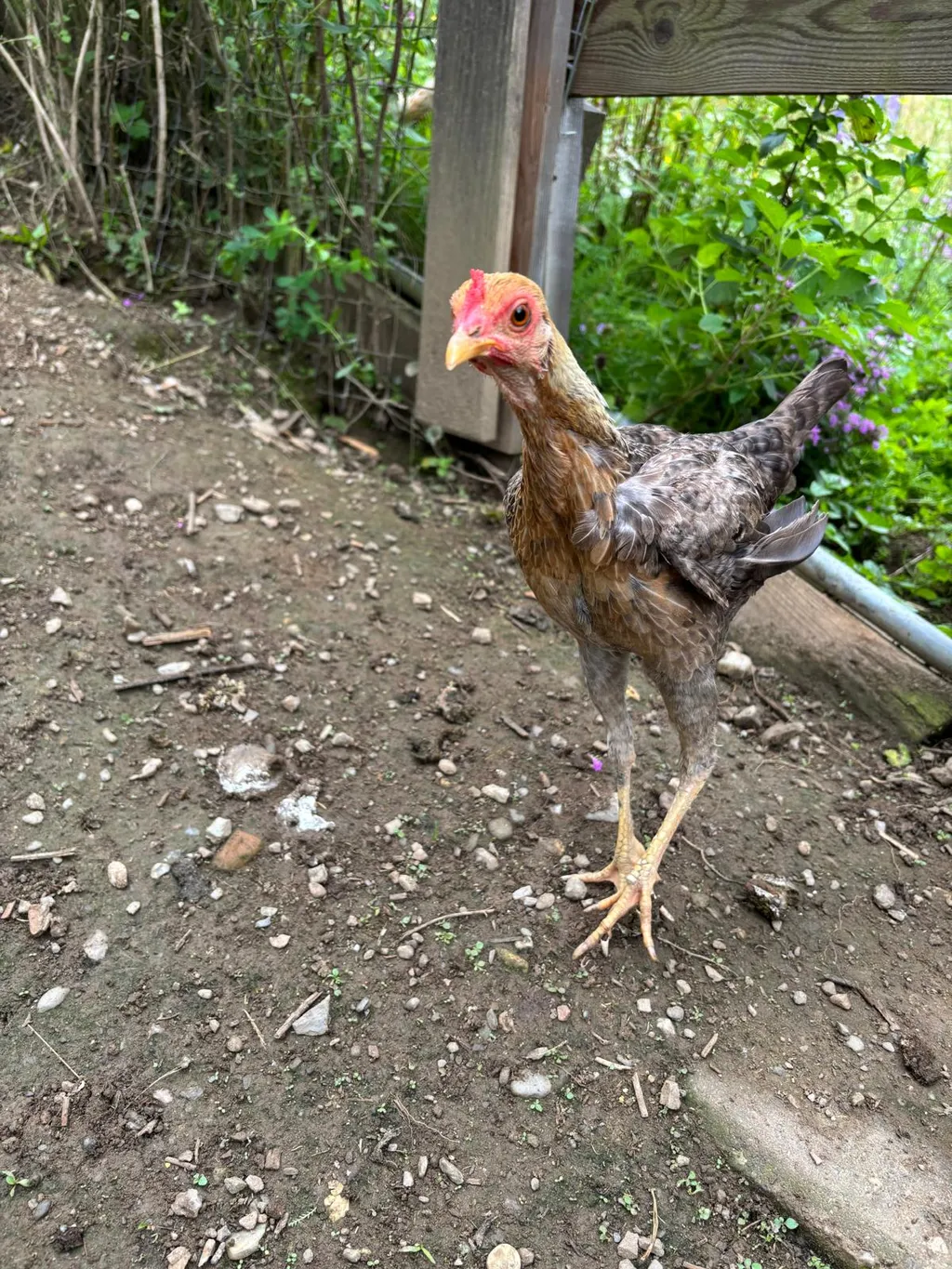 Ein kleiner "Kämpfer" unsere Hühner legen täglich frische Eier. :-) - Kleine und Große