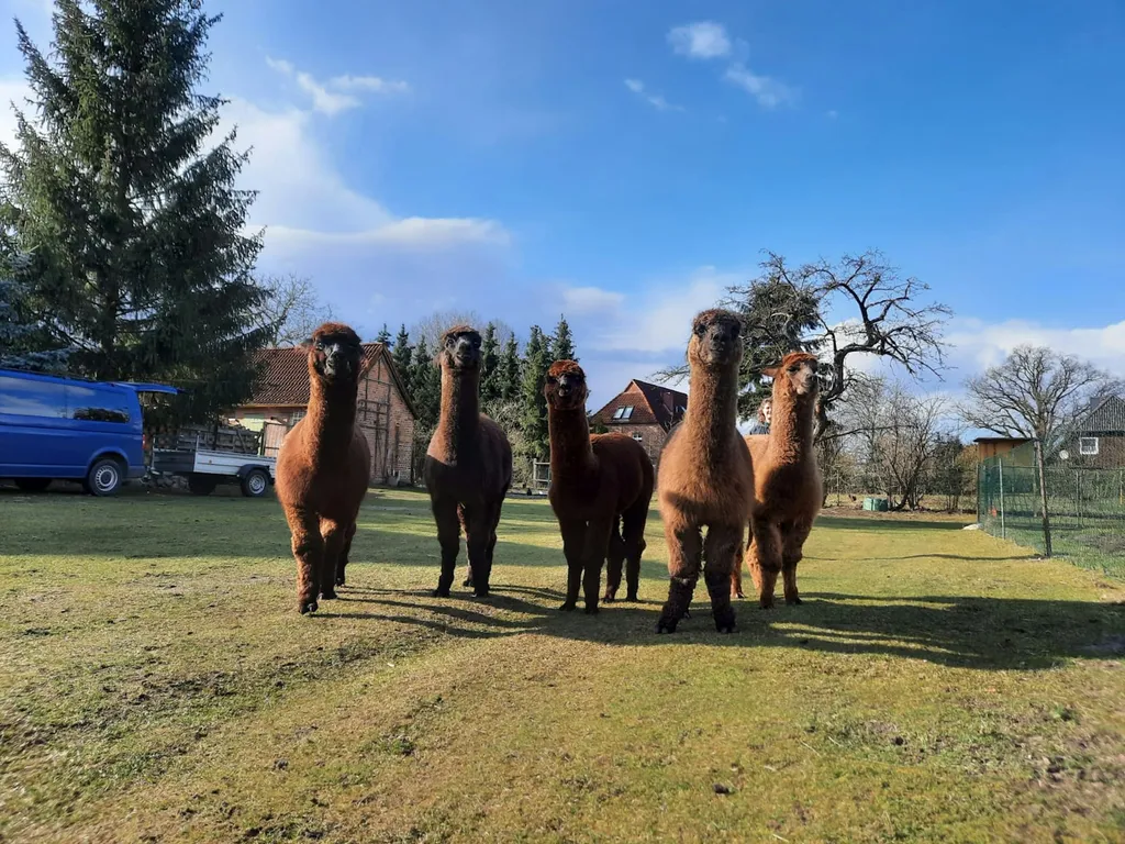 Alpacanaturcamp