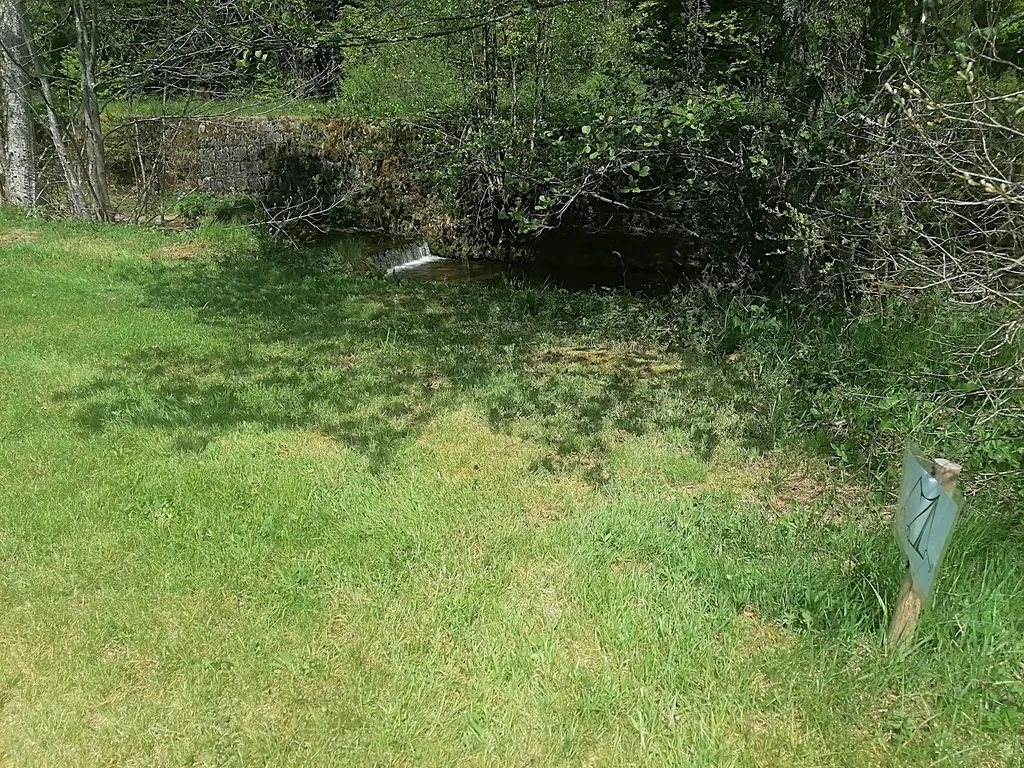 Wiese am Bach mitten im Nationalpark Schwarzwald