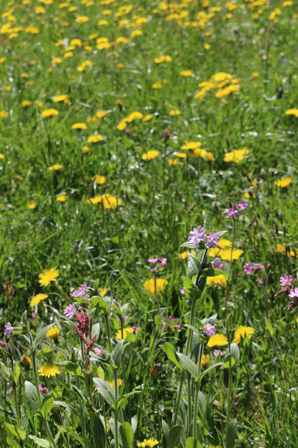 Blumenwiese