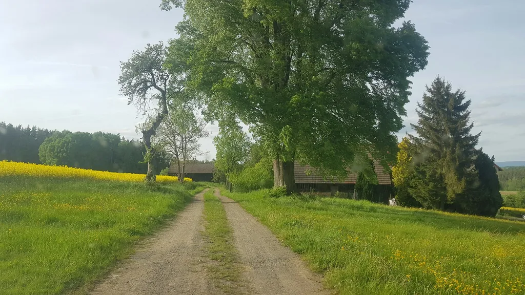 Wiese am Waldrand mit Aussicht