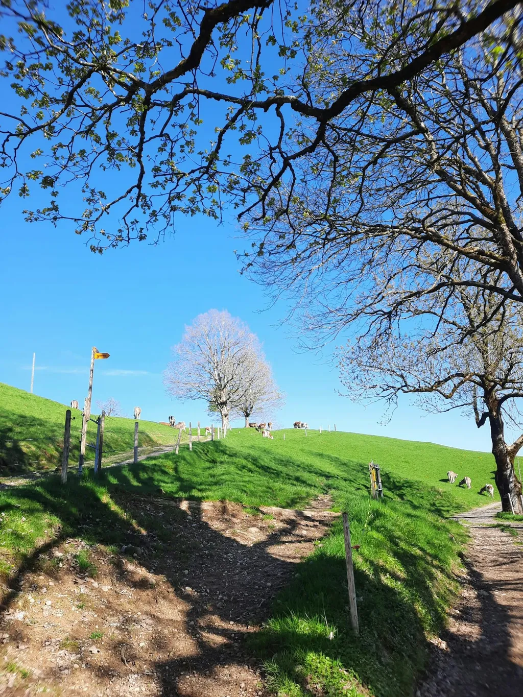 Waldköpfli Zelt-Camp