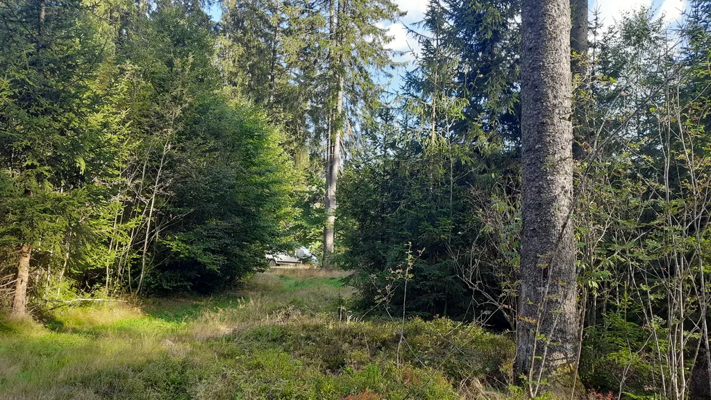 Ruhiger WiesenWaldPlatz