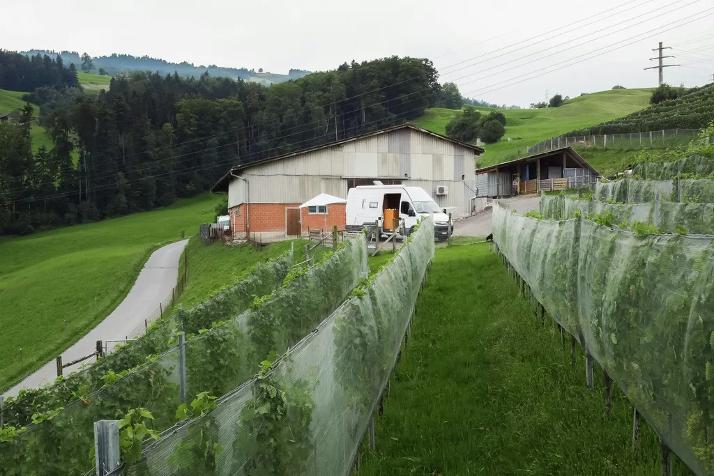 Beim Weingut Altendorf - am Rebberg