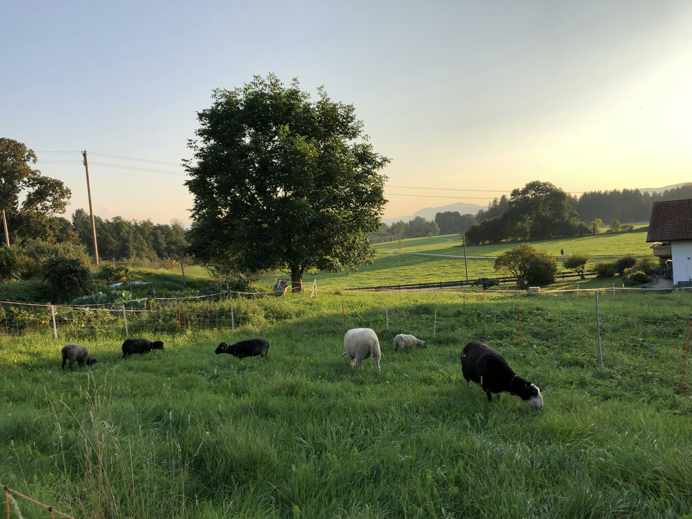 Schafswiese im Allgäuer Seenland