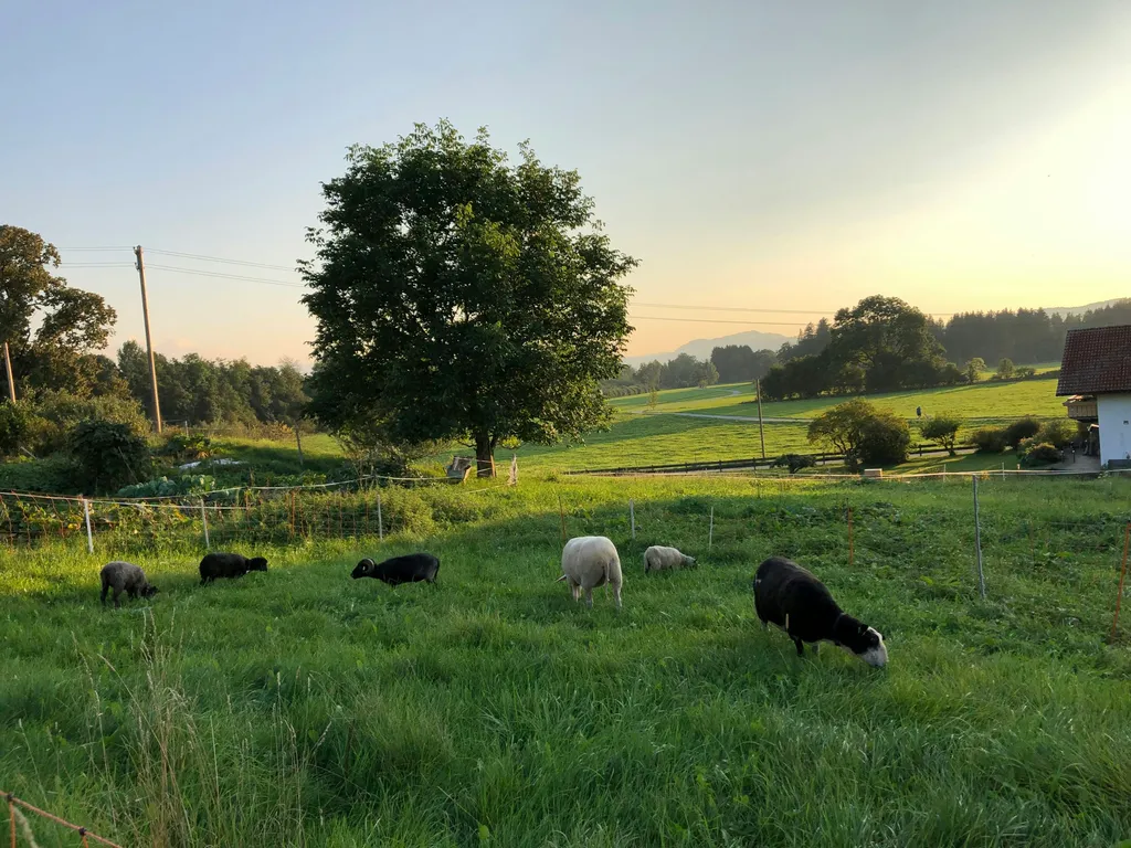 Schafswiese im Allgäuer Seenland