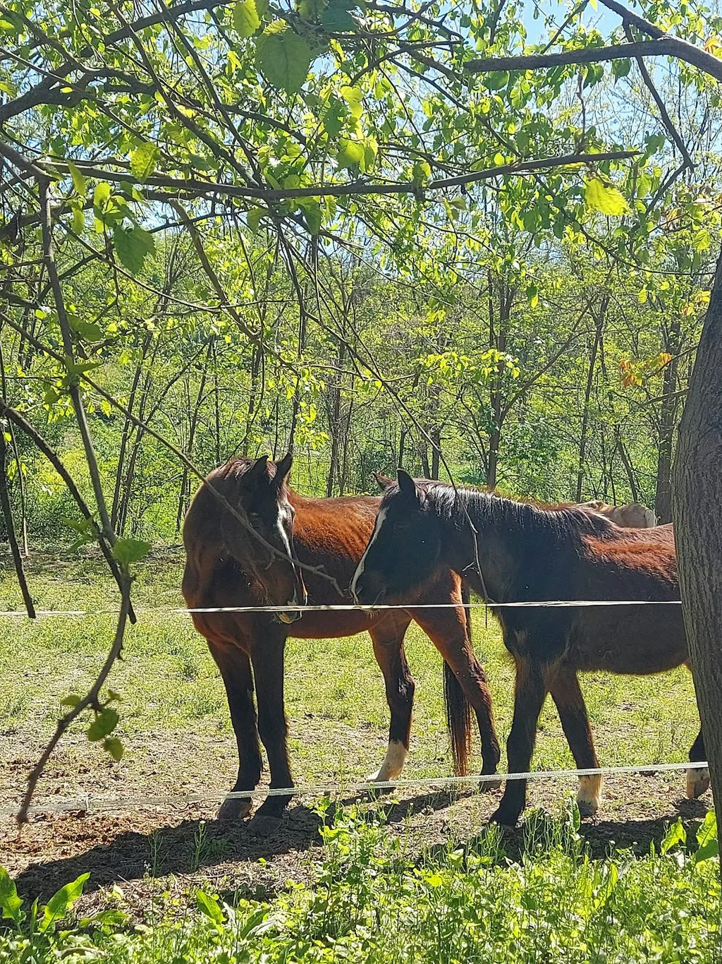 Camp al Pom Granin