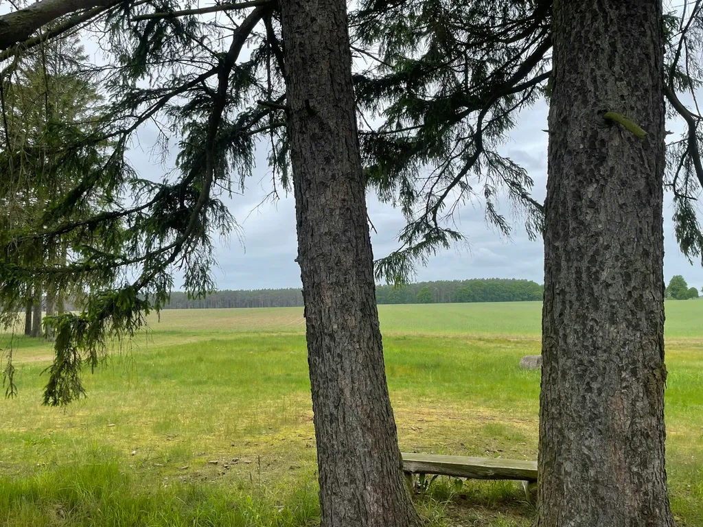 Unter Fichten am Dorfrand mit Blick zum Wald