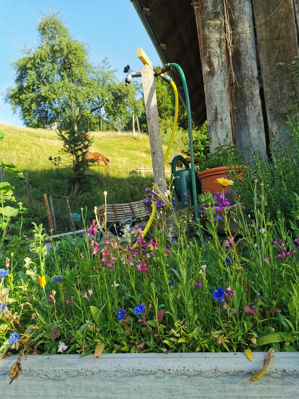 Summerweid in Sarnen
