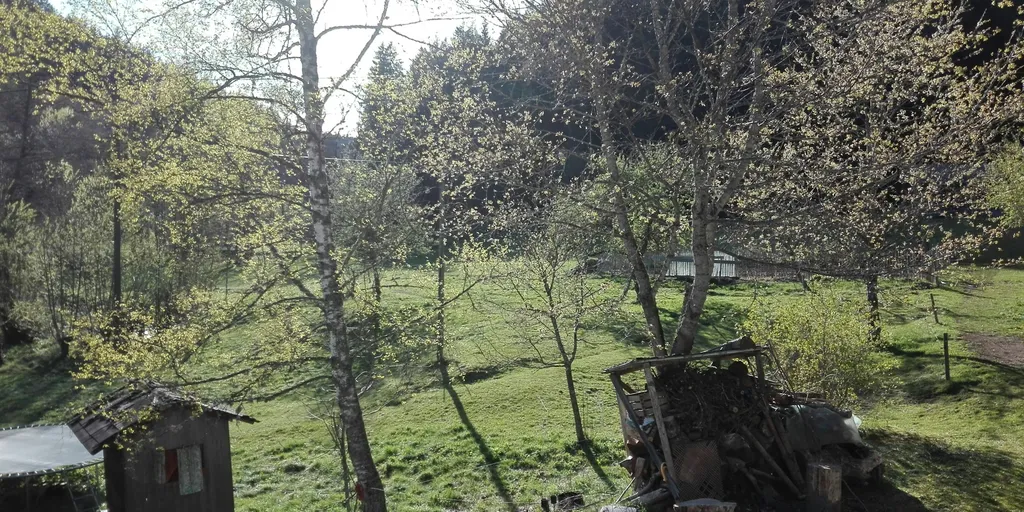 Wiesen zwischen Waldrand und Bach