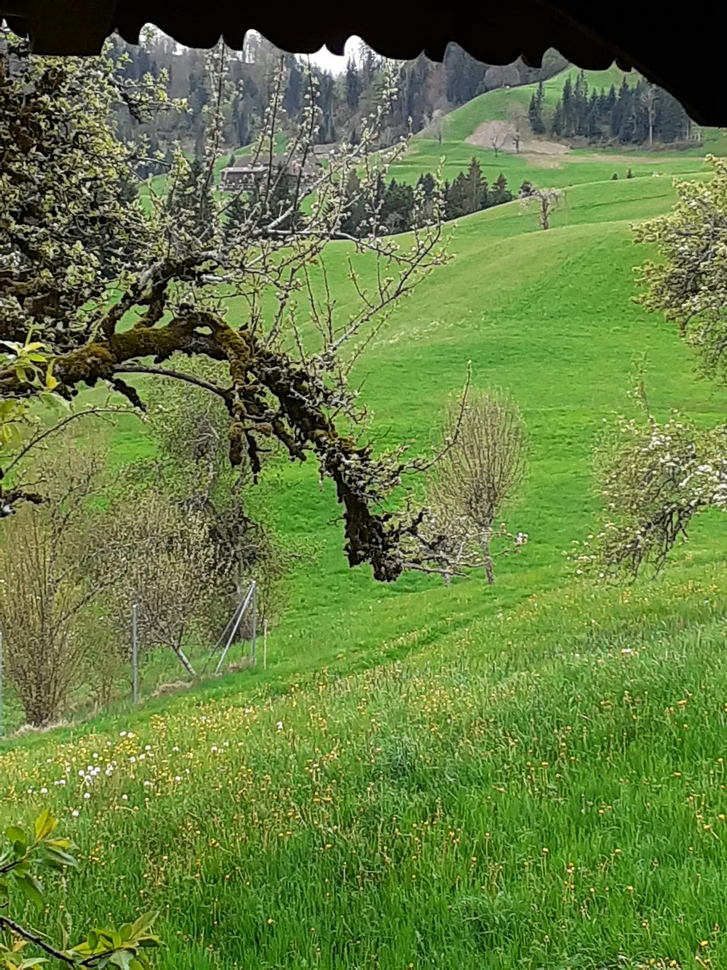 Emmental Eifach