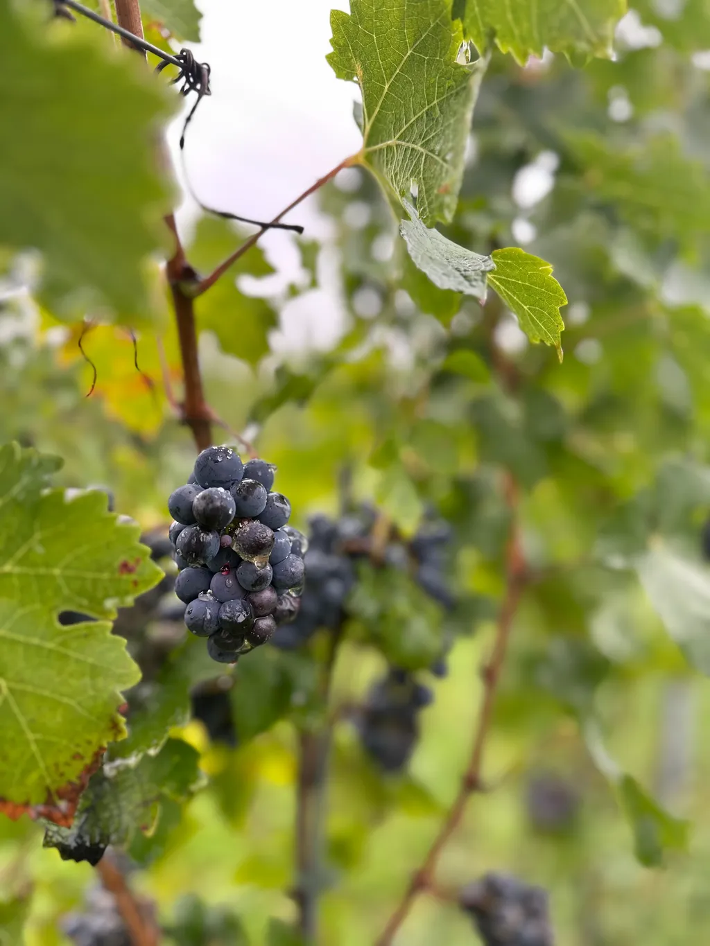 Camping im Weinberg auf dem Winzerhof