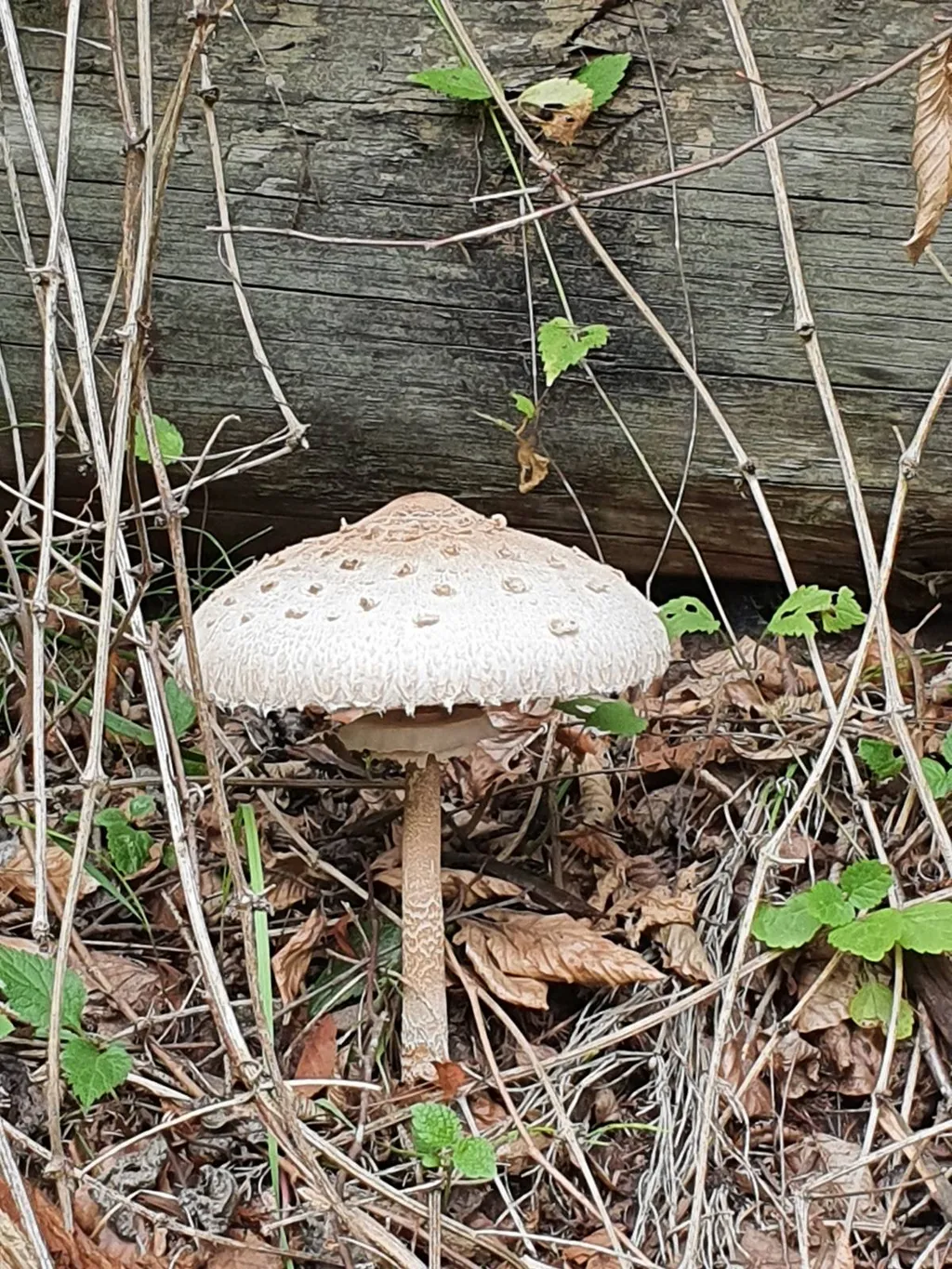 Wald in Umgebung ist ein Paradies für Schwammerlsucher