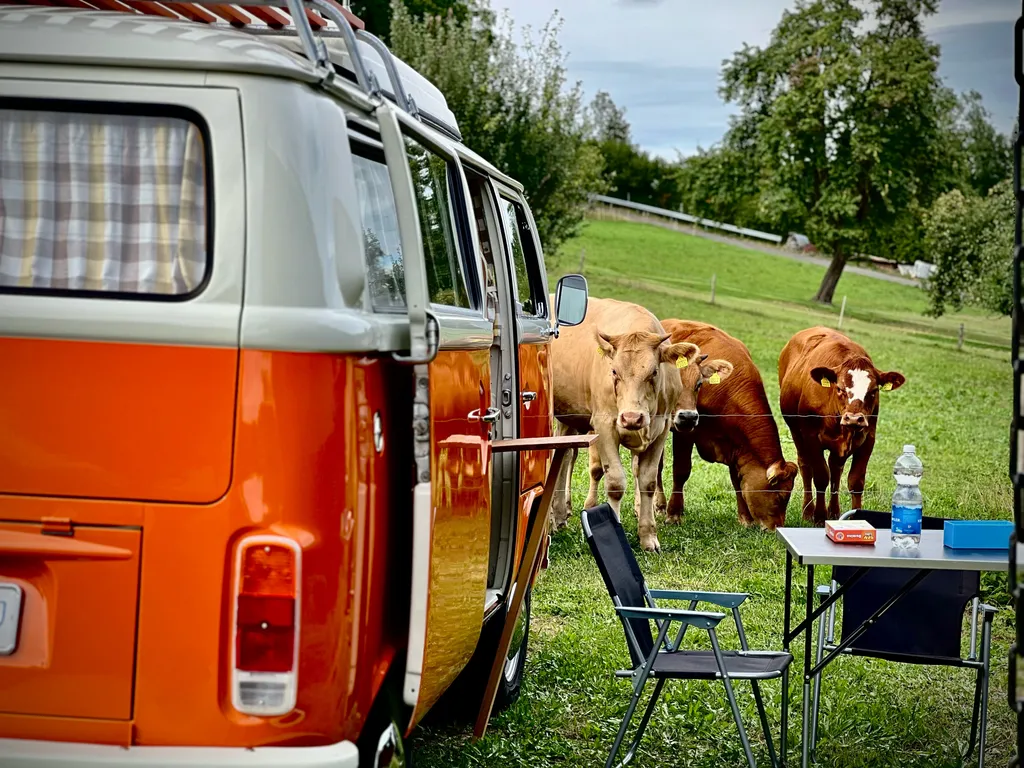Campingplatz mit unseren Weiderindern