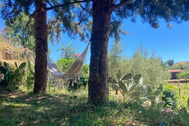 Camp Etna Verde Vine & Olives