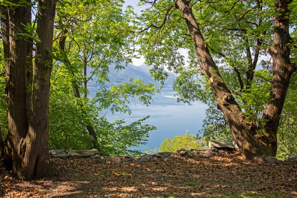 La Sorgente (castagno)