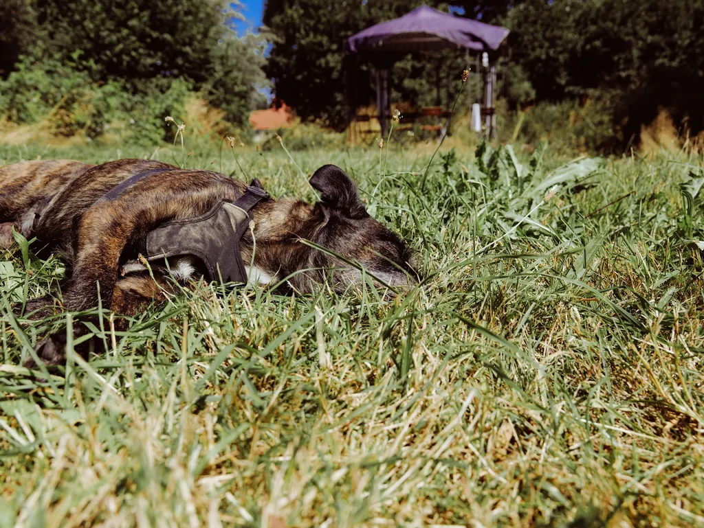 Naturidyll mit Bergblick 2