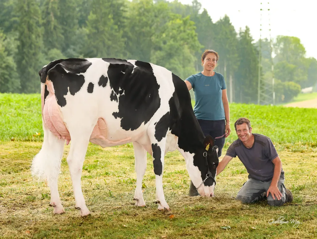 Fotoshooting unter der Eiche mit unseren Kühen