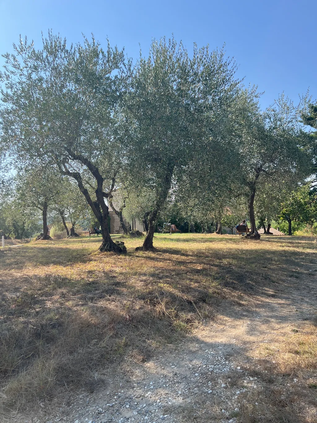 Camping among olive trees