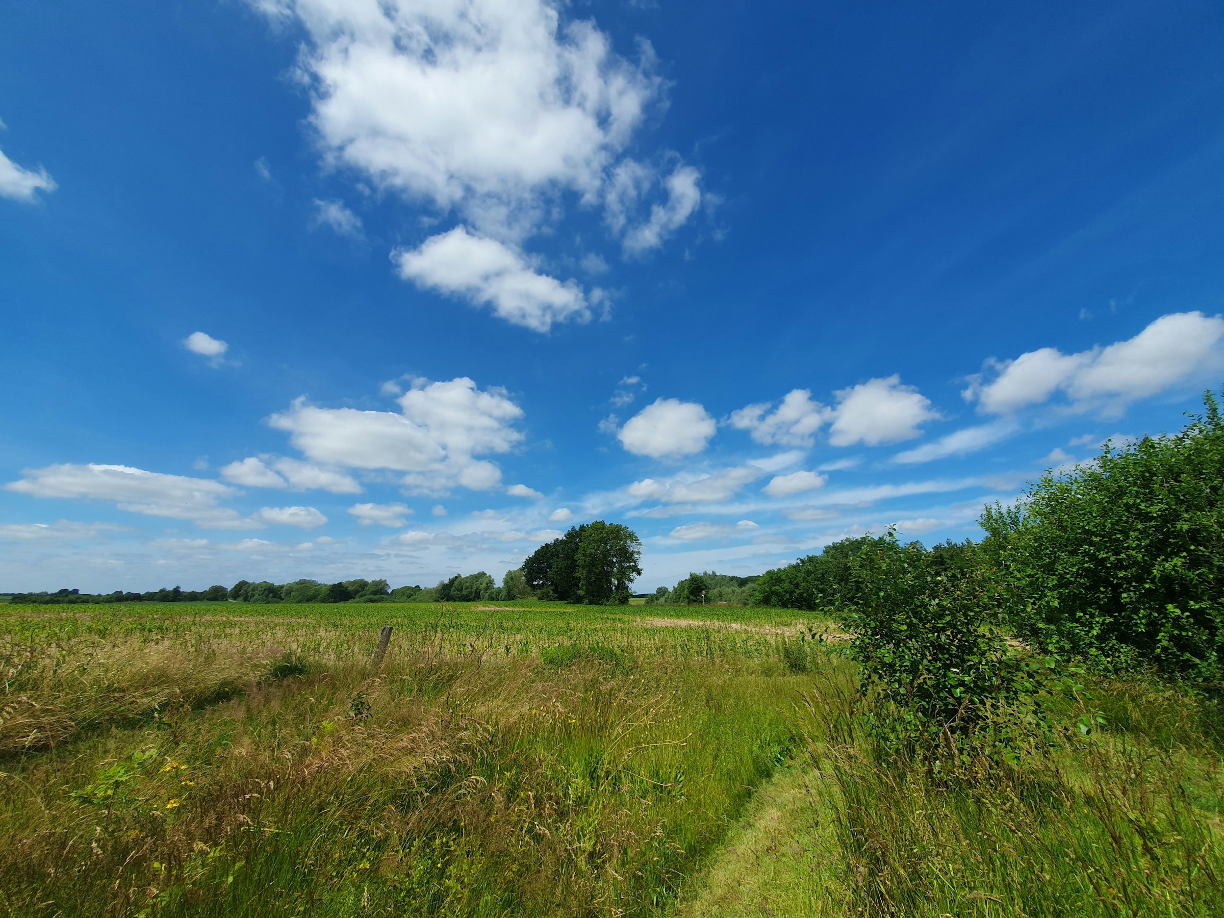 Wiese am Maisfeld, Sonnenuntergang