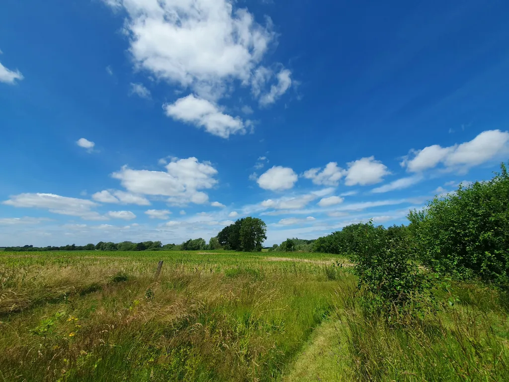 Wiese am Maisfeld, Sonnenuntergang