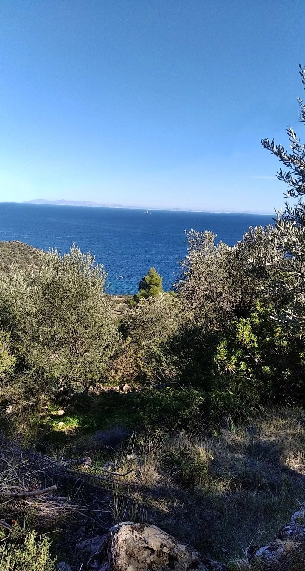 Welcome to our Secret Olive Groves!