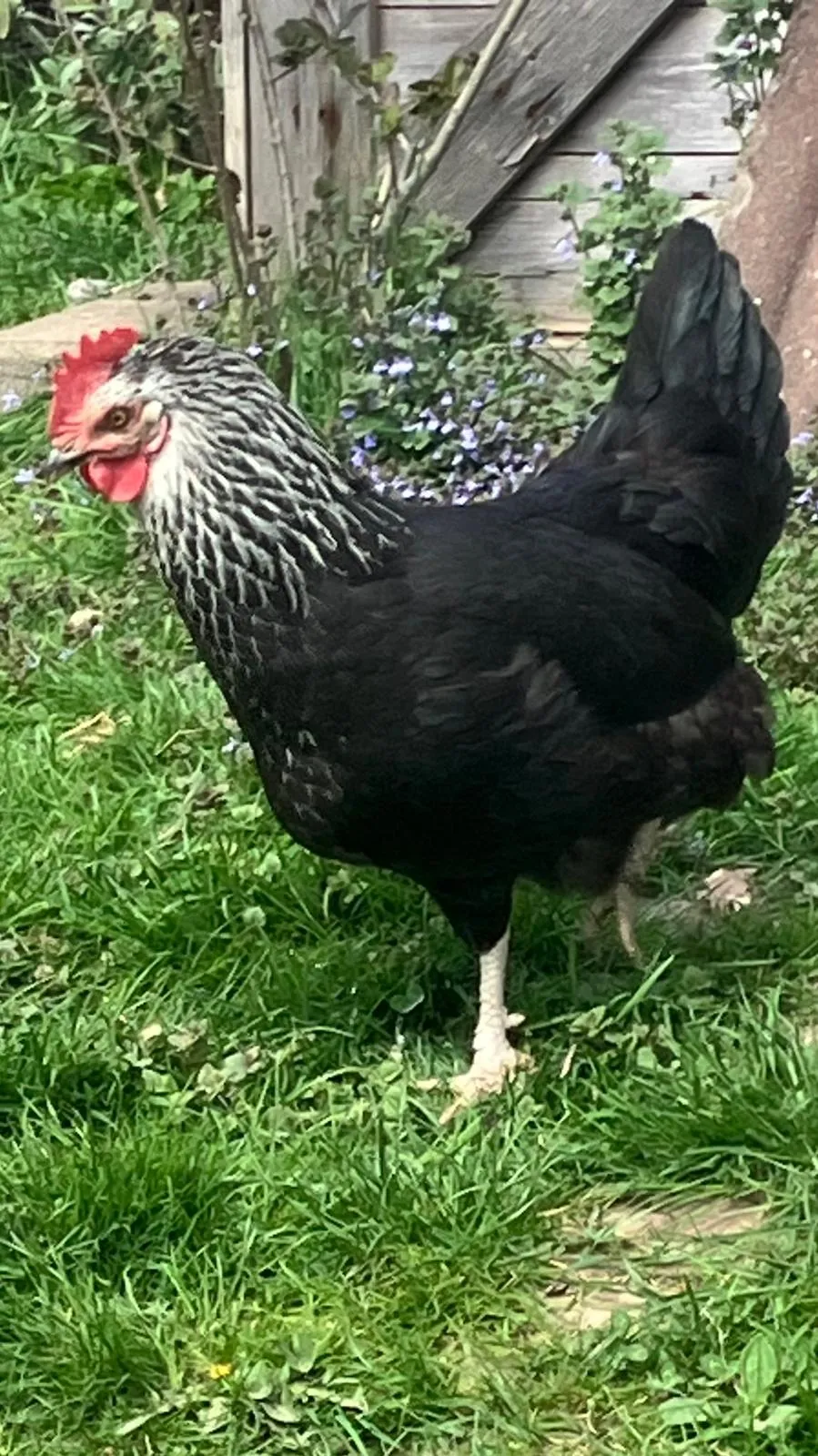 Wiese an ehemaligem kleinen Bauernhof-Nähe A7