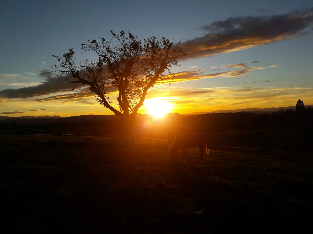 Beim Apfelbaum von Käsers Biohof