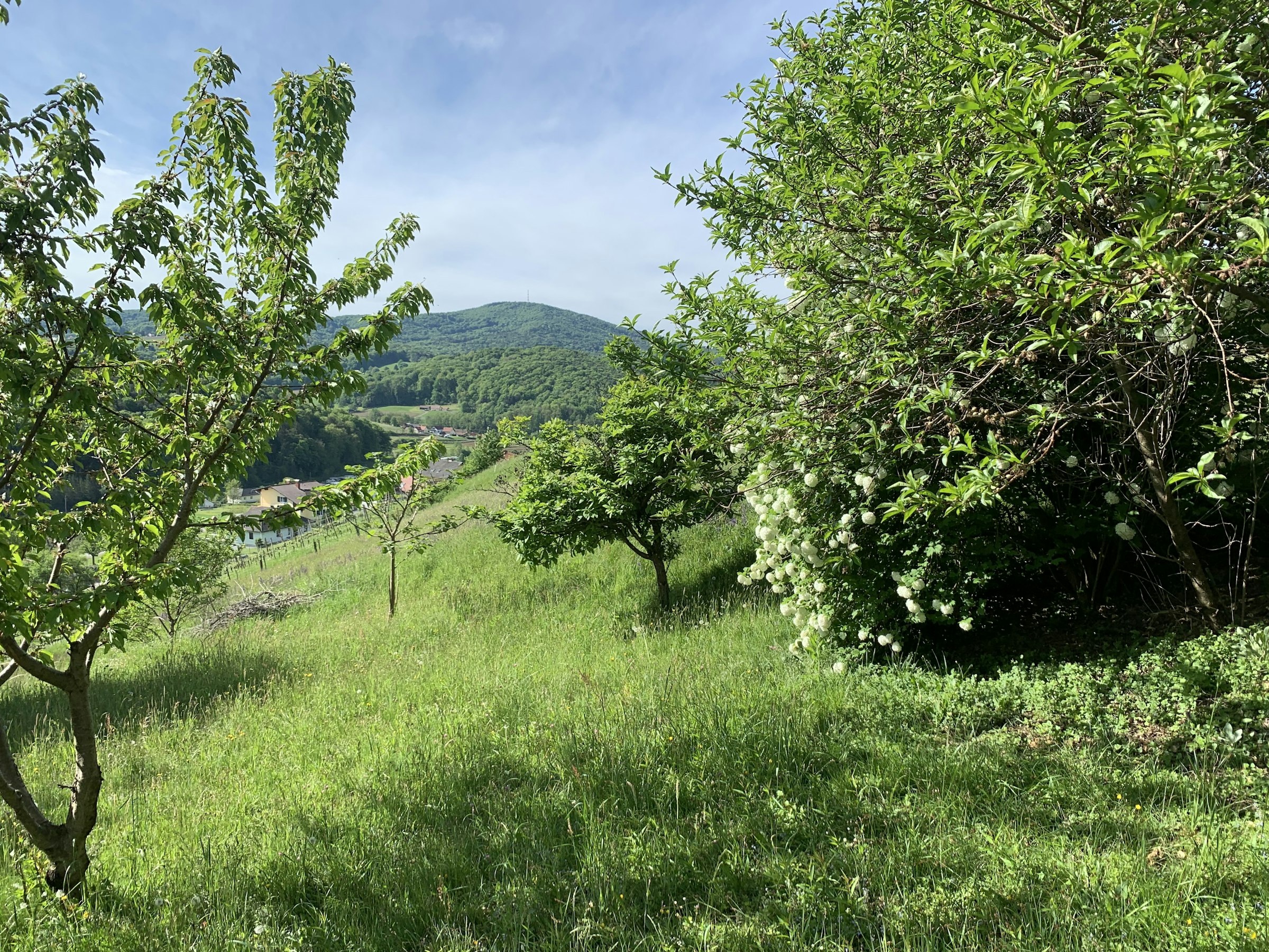 Garten: du nutzt ihn alleine