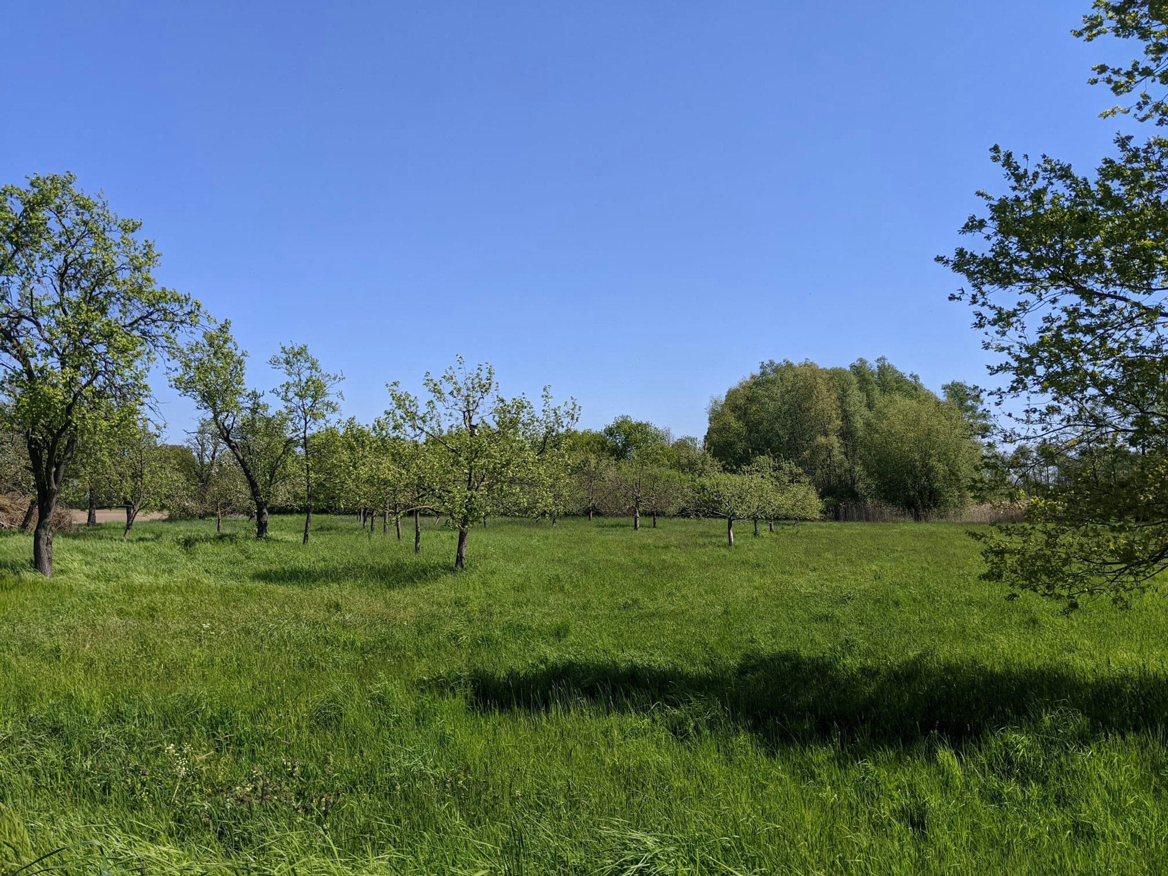 Obstwiese an der Oder (Zelt)