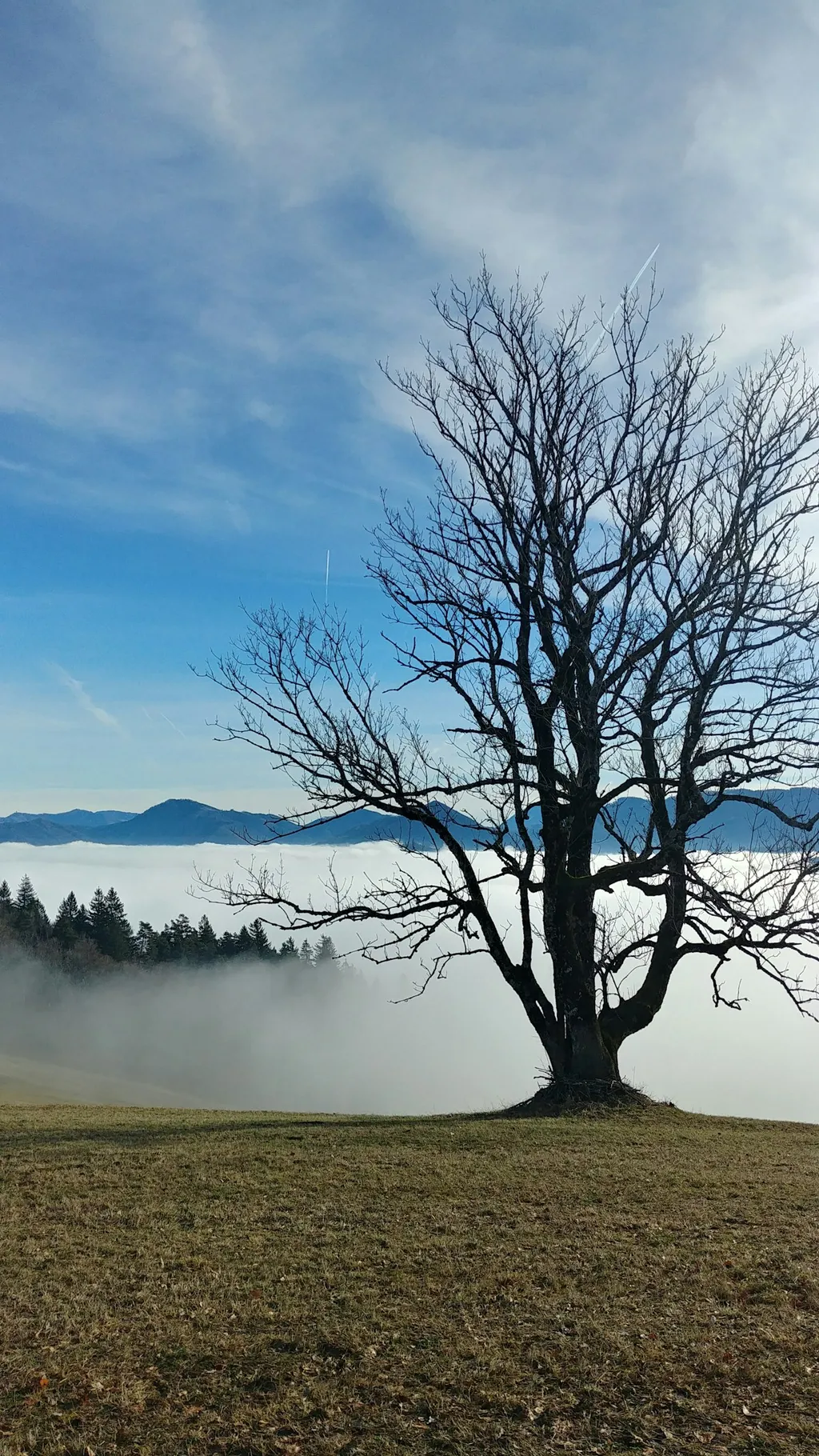 Idyllische Weide in den Voralpen!