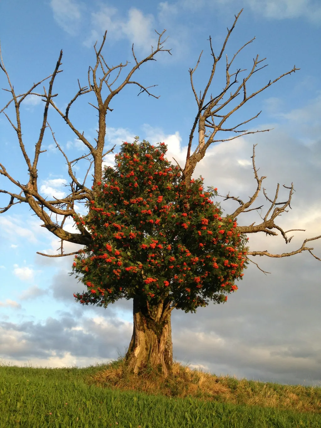 Mittler Gernet - Baumgarten