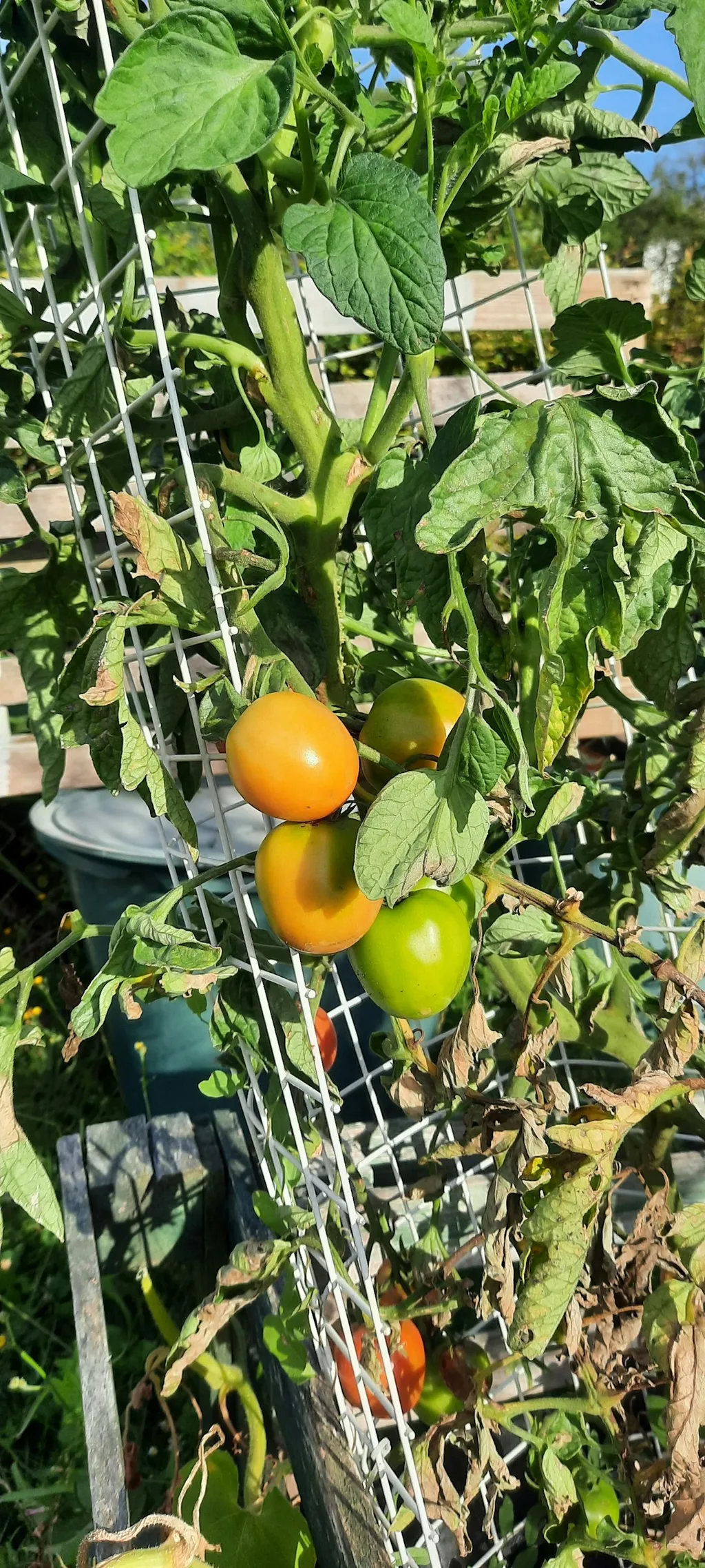 Zelten in der Natur, stadtnah