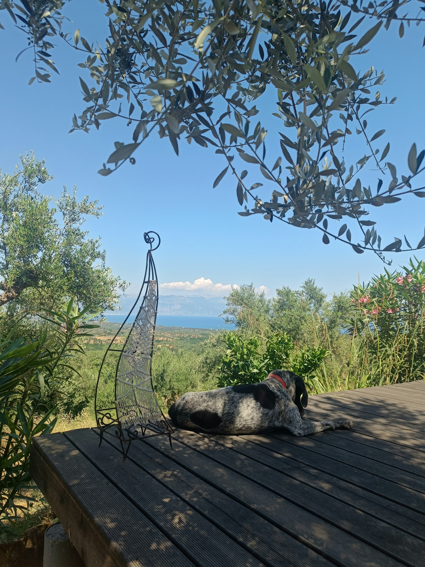 Stille im Olivenhain mit Meerblick