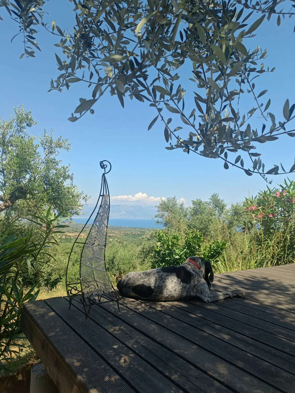 Stille im Olivenhain mit Meerblick