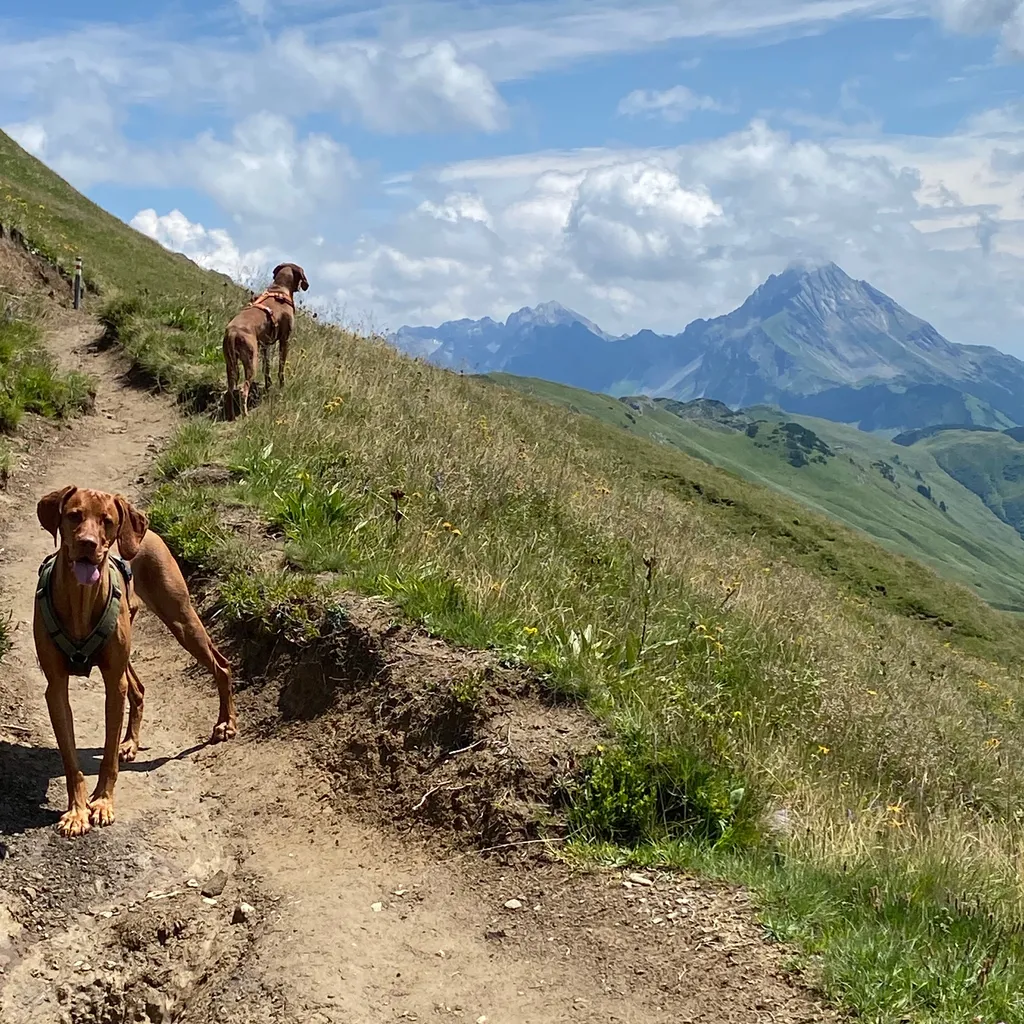 Profilbild von Dennis