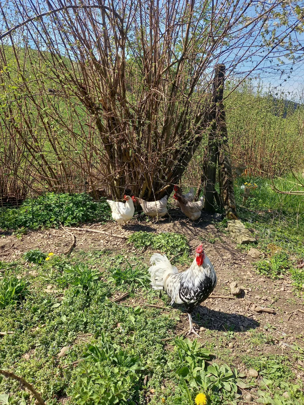 Am rauschenden Bächlein