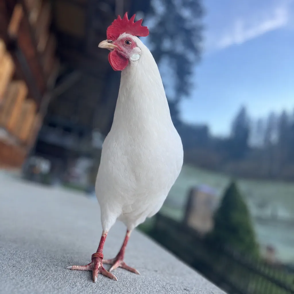 Eier ab Hofparadiesli