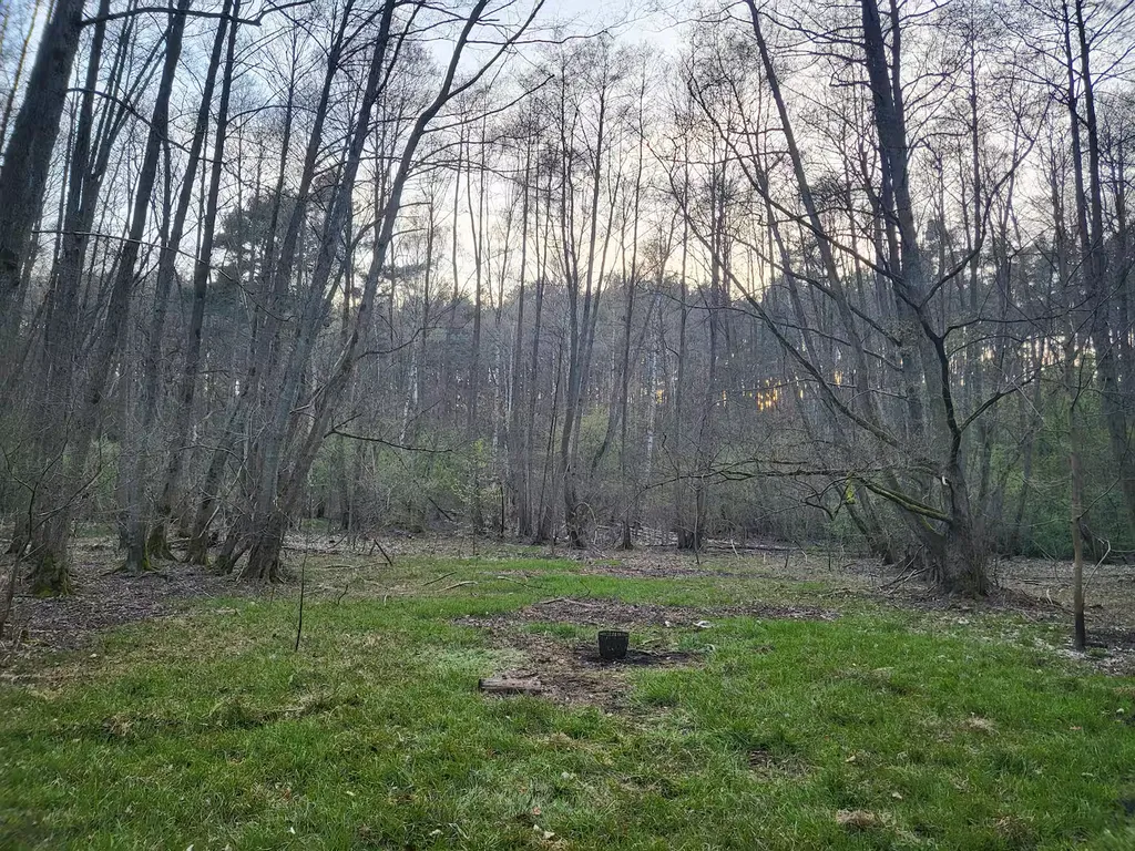 Waldübernachtung am Rande Potsdams