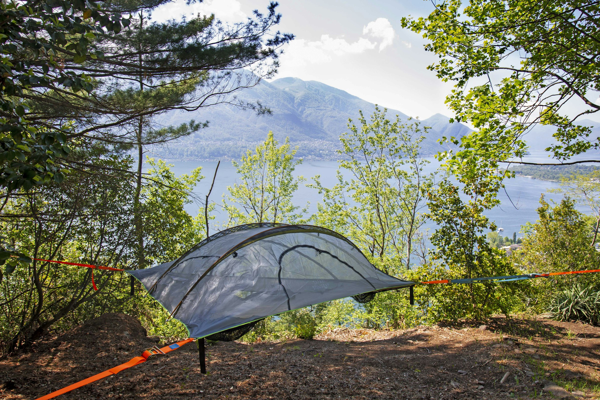 La Sorgente (camelia)