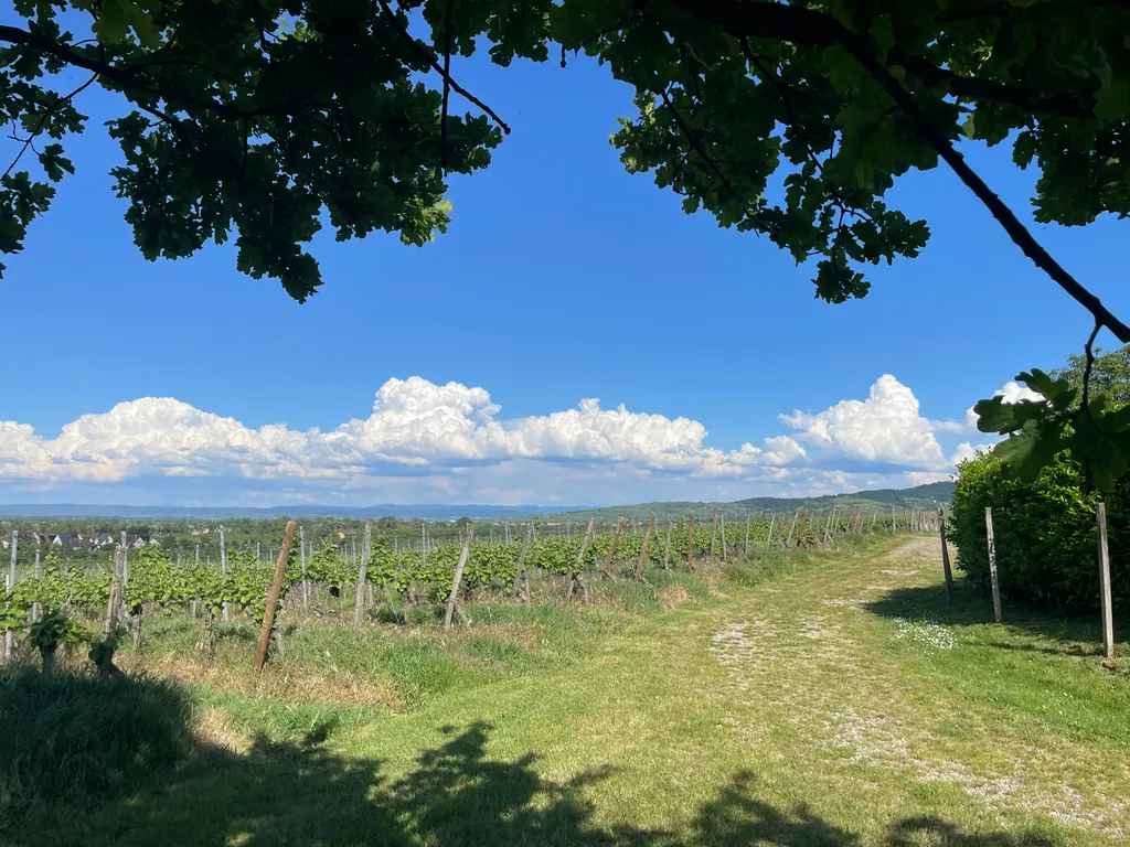 Im Weinberg mit einmaliger Aussicht