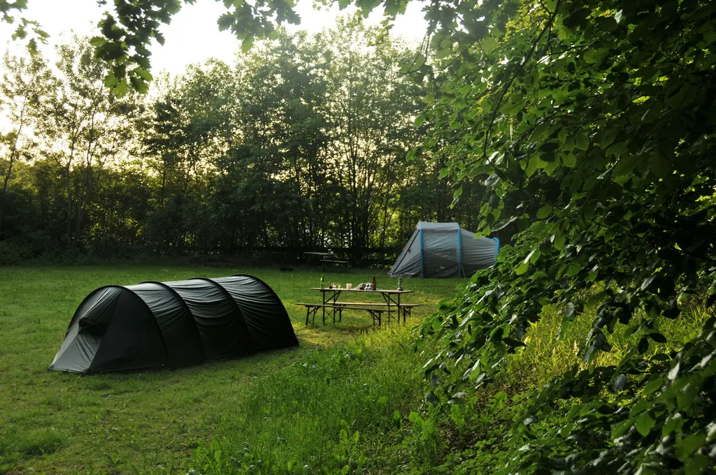 Vogelgezwitscher im Buchengrün