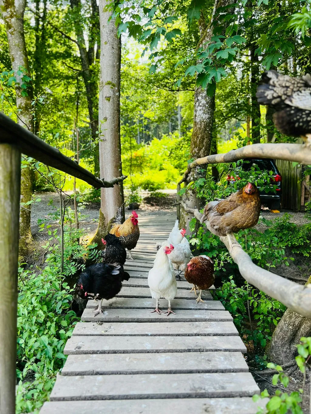 Zelten in der Streuobstwiese