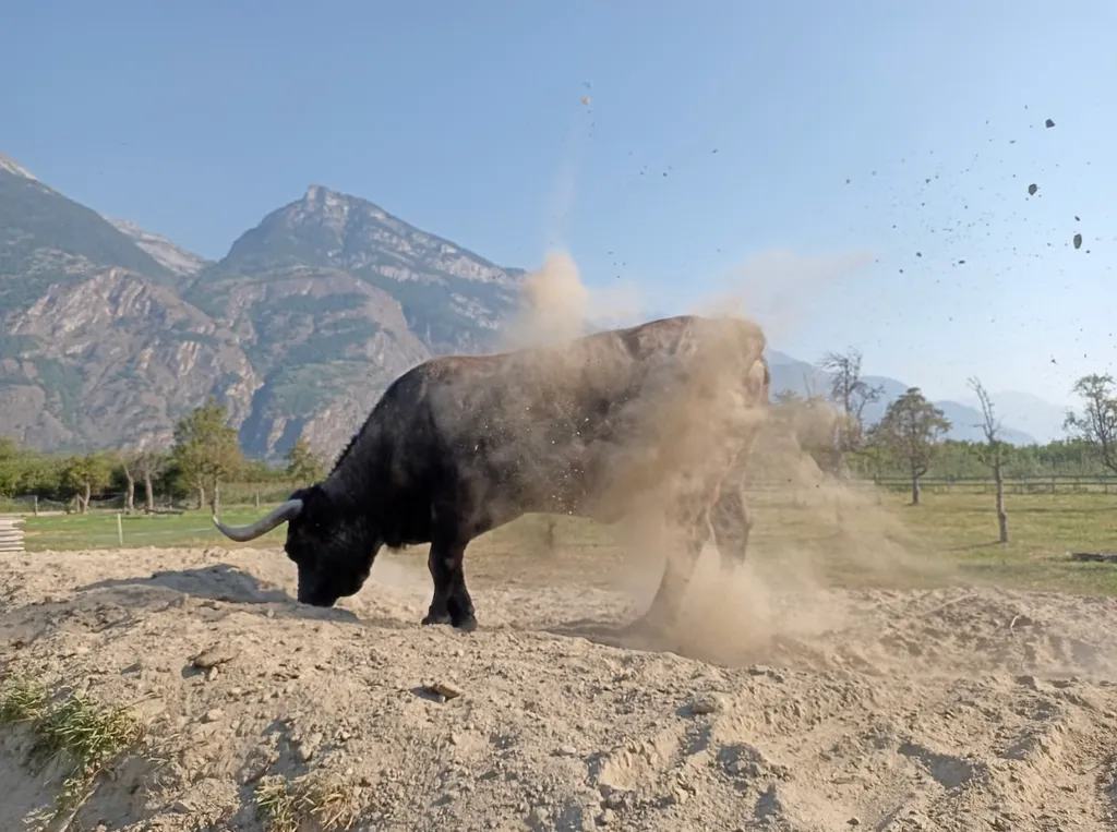 Au ❤️ du Valais, avec des animaux !