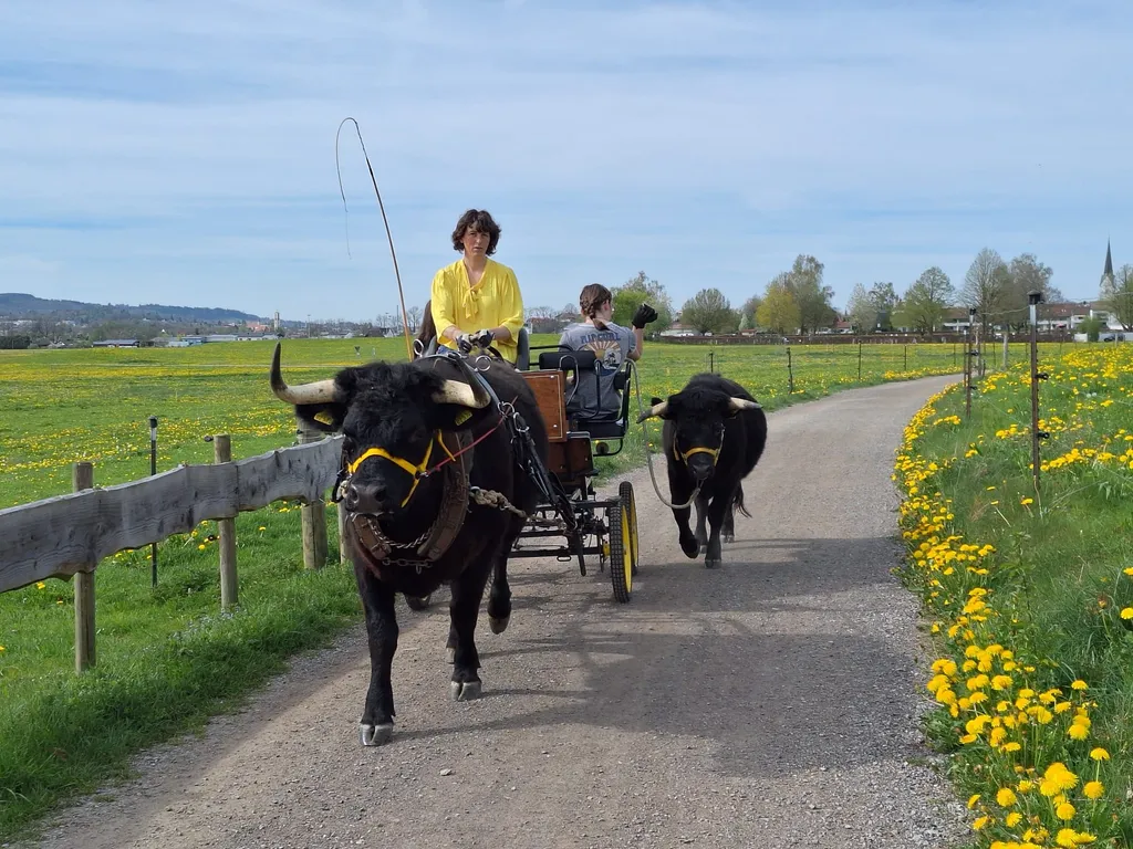 Unsere Ochsen lassen sich auch einspannen und reiten