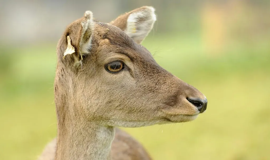 Hirschpark live - Nah am Wild sein