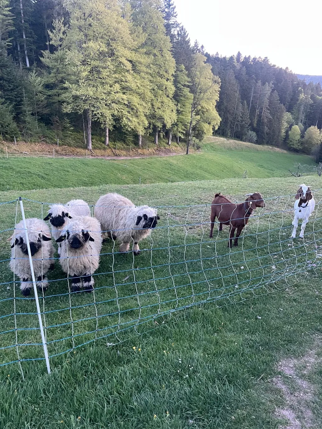Panorama Stellplatz am Bauernhof